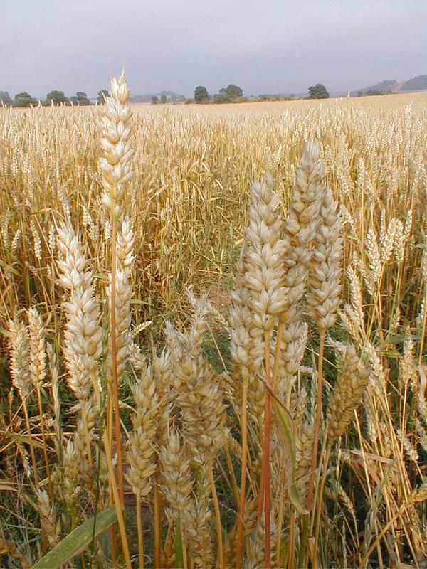 Harvest Time.JPG